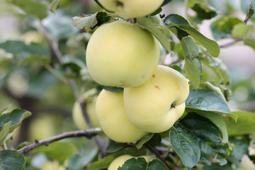 juicy apples on an Apple tree