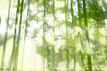 The green see-through curtains. Visible shadow behind leaves. background.
