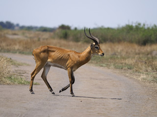 Uganda kob, Kobus kob thomasi