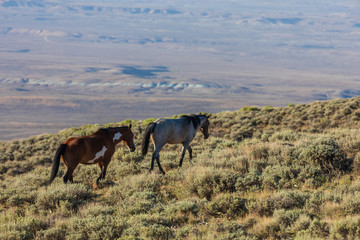 Naklejka na ściany i meble Wild Horses in Sand Wash Basin Colorado