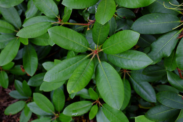 Rhododendron cv. Ortrud, Ericaceae