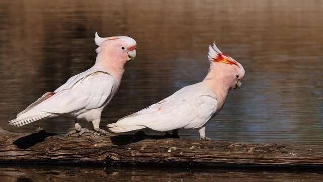 Two Major Mitchell cockatoos sit on a branch and drink from a pond.