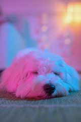 White puppy maltese dog sleeping