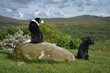 Border Collie sitting on a rock next to a Black Labrador