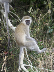 Obraz premium Vervet monkey, Chlorocebus pygerythrus