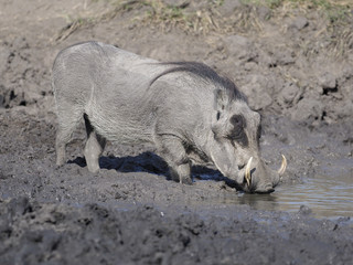 Warthog, Phacochoerus aethiopicus