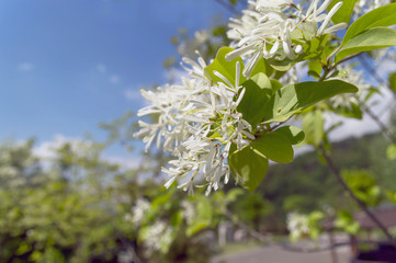 manna ash in bloom