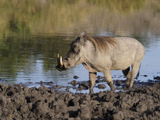 Fototapeta premium Warthog, Phacochoerus aethiopicus