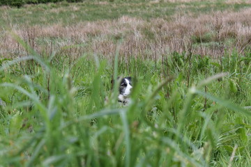 Sheepdog hiding in the long grass