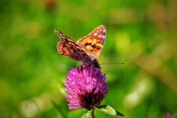 Schmetterling