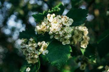 A branch of a viburnum with white flowers with yellow-orange stamens and green leaves close-up.