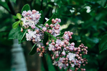 A branch of lilac with flowers of pink-blue color and in dewdrops at the beginning of flowering. 