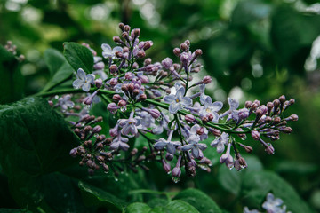 A branch of lilac with colors of white and blue and in dewdrops at the beginning of flowering.