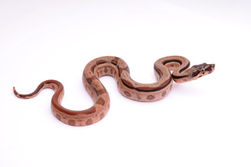 Boa constrictor imperator