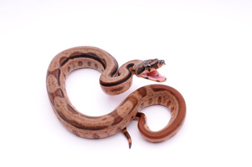 Obraz premium angry Boa constrictor imperator