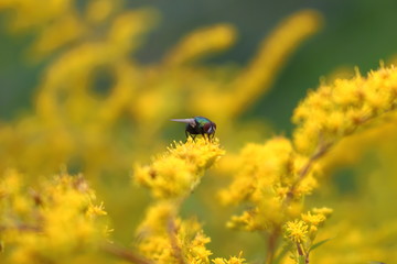 A fly against a background of yellow flowers.