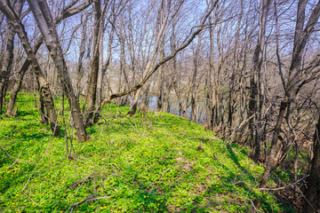 glade with wild forest yellow flowers