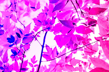 pink leaves on the trees