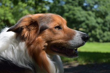 Border Collie staring at something in the distance