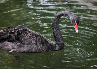 graceful black swan on the pond