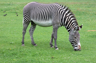 Fototapeta na wymiar zebra on green meadow