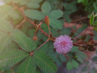 Obraz premium Beautiful pink mimosa is a biennial plant and is a medicinal plant sensitive plant,The touch-me-not