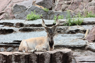 horned mountain goat on the rocks