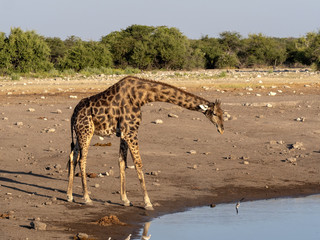 South African giraffe, Giraffa giraffa giraffa, near waterhole, Etosha National Park, Namibia