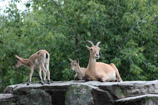 mountain goats on the rocks