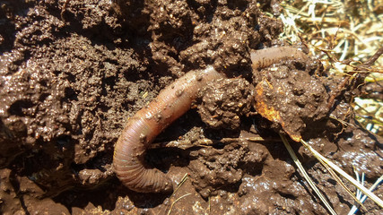 Earthworm close up