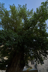 Baum in der Stadt Split