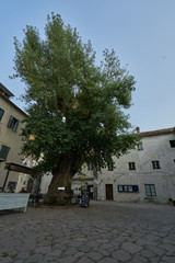Baum in der Stadt Split