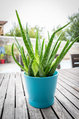 Green Aloe Vera plant in flower pot
