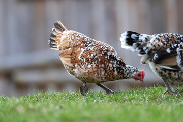 Huhn