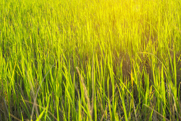 Green fields,Rice field in Thailand