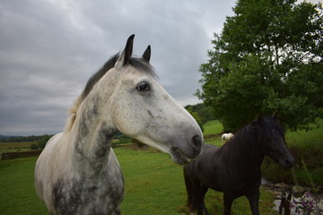 White horse showing off their mane