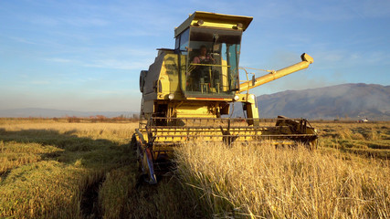 Fototapeta premium Harvesting rice. Combine collecting the crops, cinematic steadicam shot