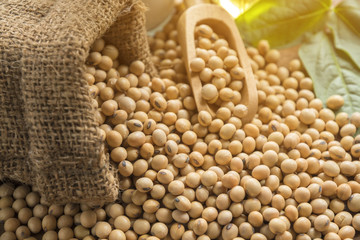 closeup is some soybeans with wooden spoon