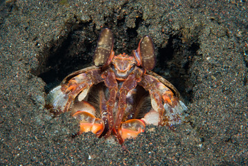 Mantis shrimp Lysiosqullina lisa