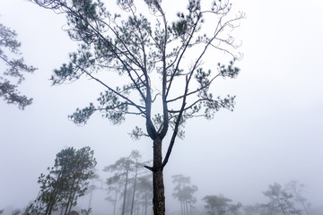 Fototapeta premium Tree in the fog 