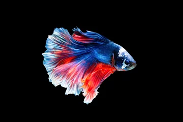 Keuken spatwand met foto The moving moment beautiful of siamese betta fighting fish in thailand on black background.  © Soonthorn