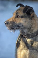 dog half-breed terrier in winter