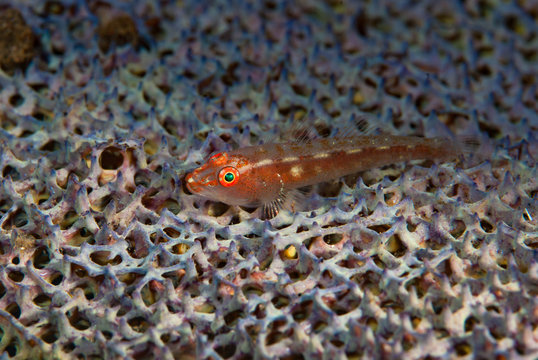Commensal Bryaninops gobies