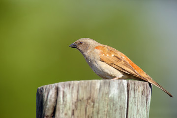 The northern grey-headed sparrow (Passer griseus), also known as the grey-headed or common grey-headed sparrow sitting on the wood.