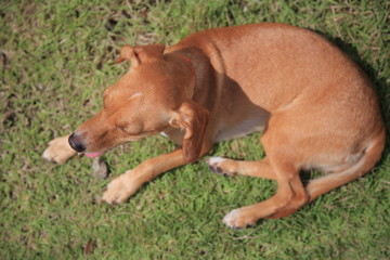 Brown dog is sunbathing