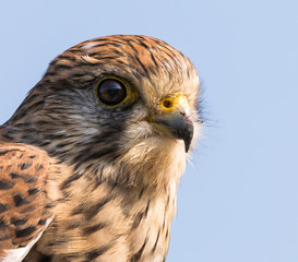 Juvenile Kestrel