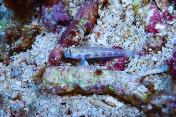 Eye-bar sand-goby Gnatholepis sp.