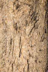 Bark Texture