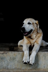 Yellow Labrador lay down on the concrete floor and waiting to play with black background for copy space.