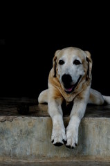 Yellow Labrador lay down on the concrete floor and waiting to play with black background for copy space.